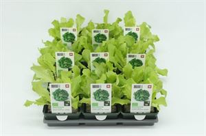 Bild von Sla. Glassla Groen Bio Set(x9)